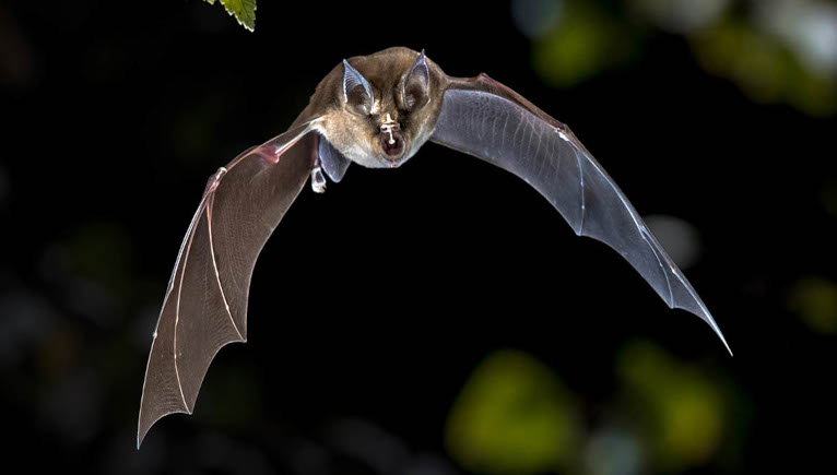 brown horseshoe bat mid flight at night 